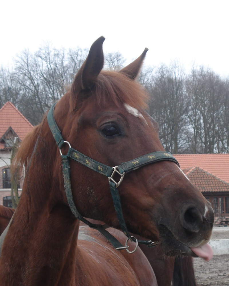 http://www.equestrian.ru/photos/user_photo/2008/c78f69bd.jpg