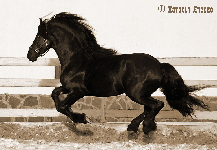 http://www.equestrian.ru/photos/user_photo/2008/cca77a23.jpg