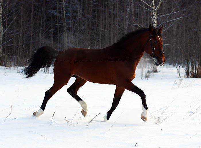 http://www.equestrian.ru/photos/user_photo/2008/cfd2bd84.jpg
