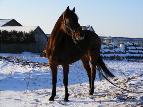 http://www.equestrian.ru/photos/user_photo/2008/d5fbca0f.jpg