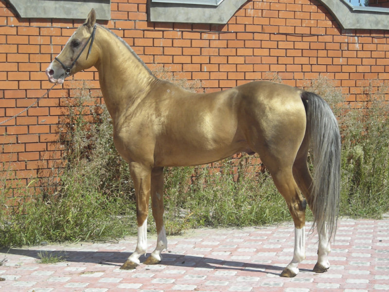 http://www.equestrian.ru/photos/user_photo/2008/d85029e2.jpg