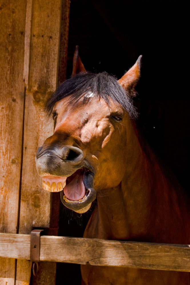 http://www.equestrian.ru/photos/user_photo/2008/d8f98b25.jpg