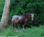 фото просто лошади, пасущейся возле пальмы в Панаме. Фото привез мой брат со съемок "Последнего героя" в 2003 г.