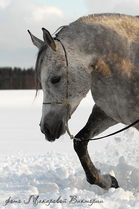 http://www.equestrian.ru/photos/user_photo/2008/e13f01cb.jpg