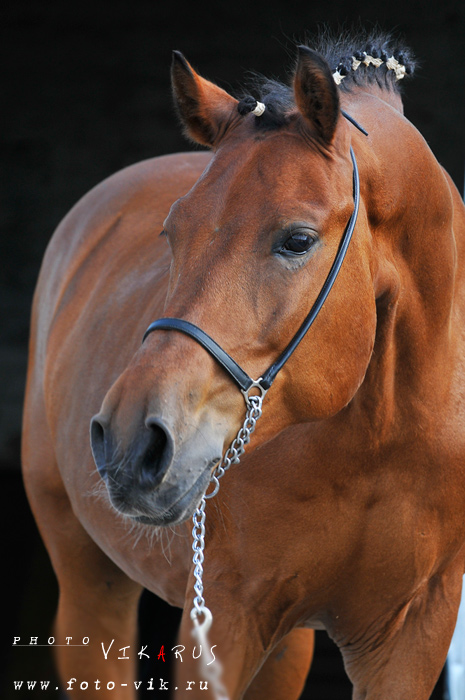 http://www.equestrian.ru/photos/user_photo/2008/ec381311.jpg