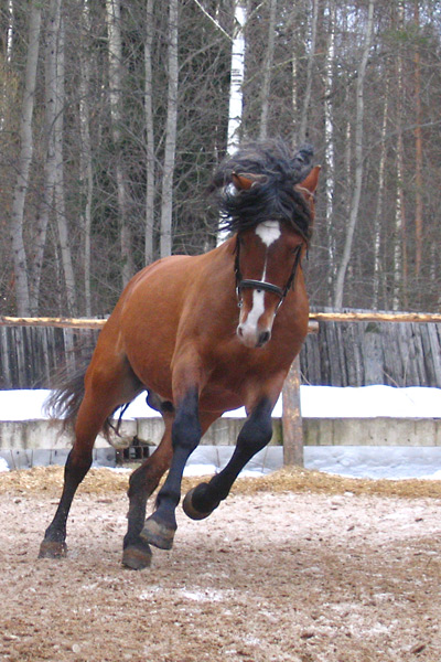 http://www.equestrian.ru/photos/user_photo/2008/ede0a159.jpg