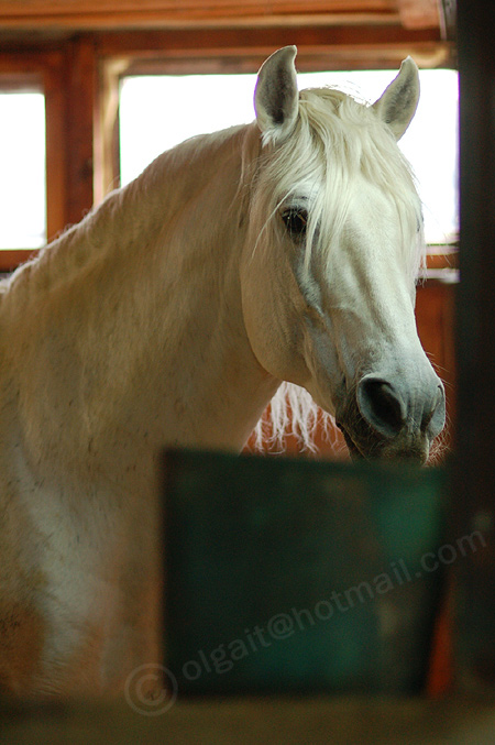 http://www.equestrian.ru/photos/user_photo/2008/f12937d7.jpg