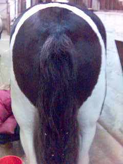 http://www.equestrian.ru/photos/user_photo/2008/f2e38adc.jpg