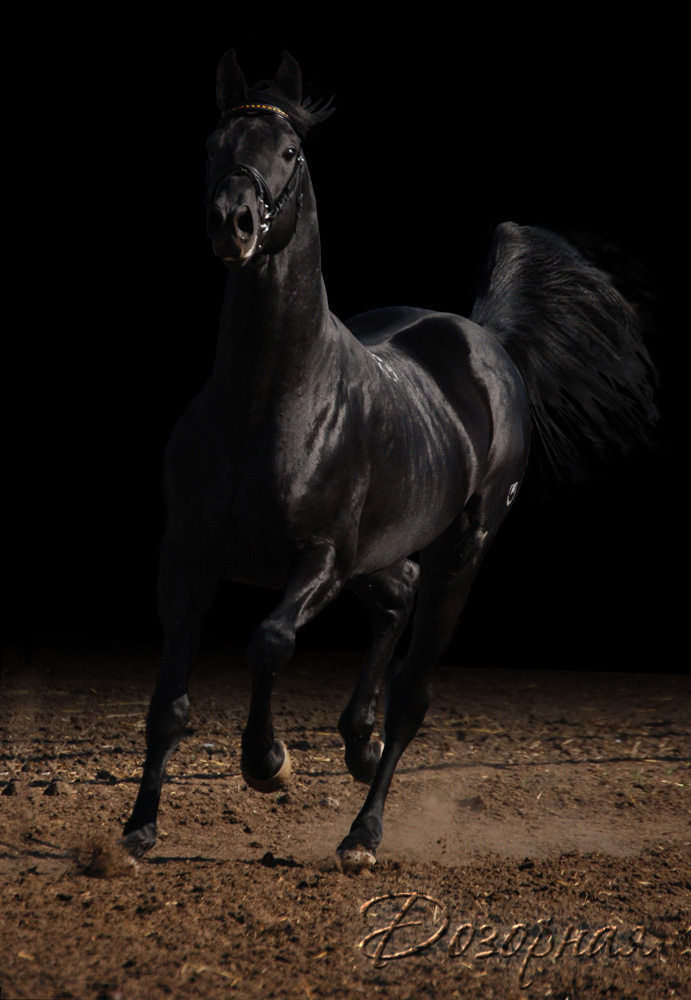 Равномерная черная окраска волос на туловище, ногах и голове лошади