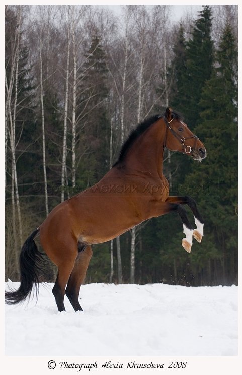 http://www.equestrian.ru/photos/user_photo/2008/f5e1ca99.jpg