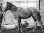 Вот такими были лошади в совхозе Ручьи на момент организации там конно-спортивной секции в 1983 г. До этого на конюшне был цех по производству желудочного сока, который брали у лошадей.     На снимке: местная бэпэшка Зинда. Здесь ей 2 года.