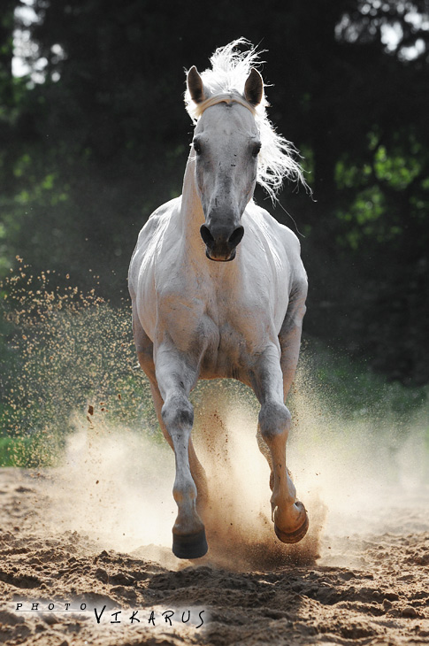http://www.equestrian.ru/photos/user_photo/2008/fc782b41.jpg