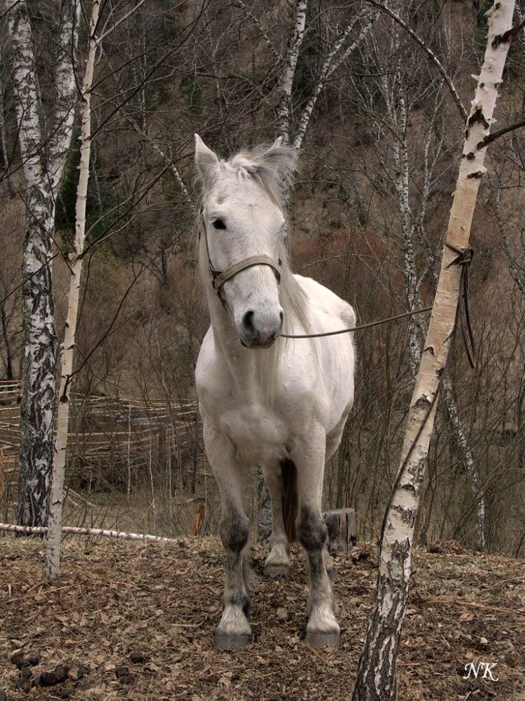 http://www.equestrian.ru/photos/user_photo/2008/ff59a12b.jpg