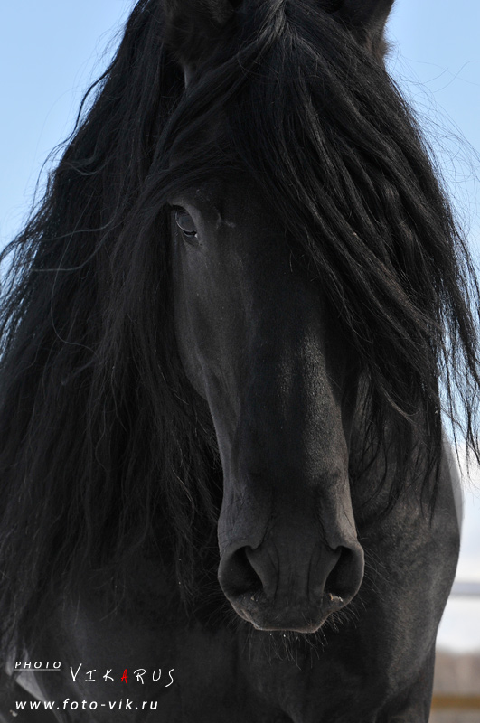 http://www.equestrian.ru/photos/user_photo/2009/0d74960e.jpg