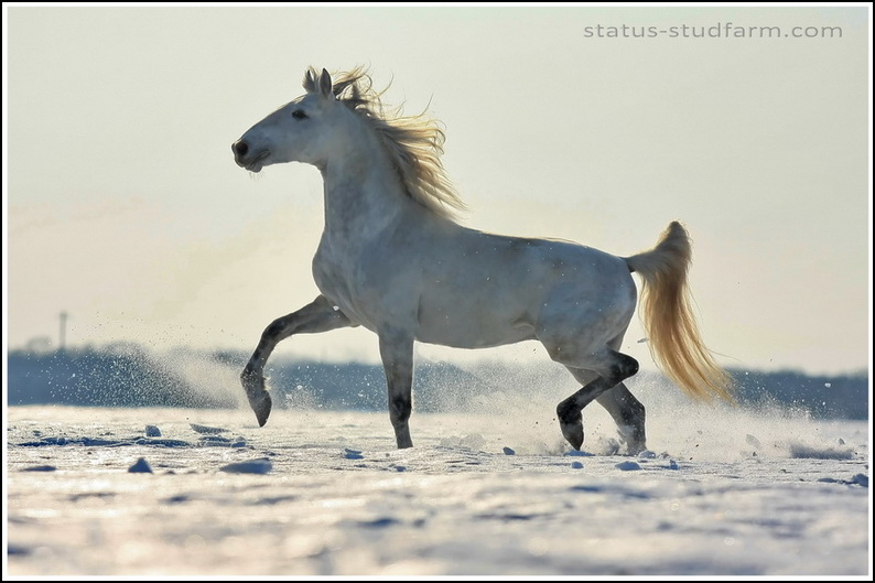 http://www.equestrian.ru/photos/user_photo/2009/1d080883.jpg