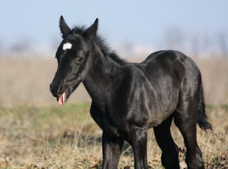 http://www.equestrian.ru/photos/user_photo/2009/2082f2a3.jpg