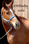 Trakehner mare