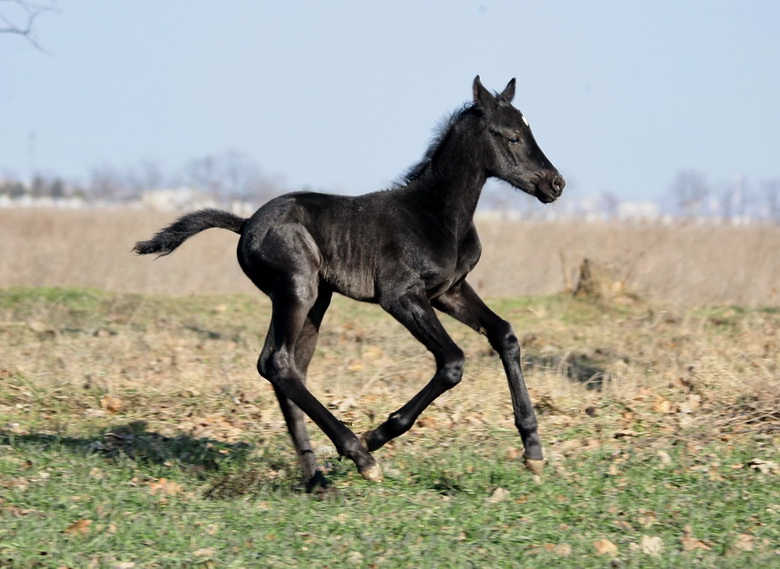 http://www.equestrian.ru/photos/user_photo/2009/285732d7.jpg