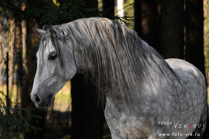 http://www.equestrian.ru/photos/user_photo/2009/2a915911.jpg