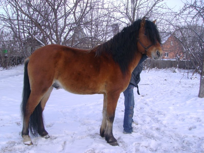 Печерская лошадь
