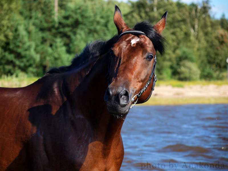 http://www.equestrian.ru/photos/user_photo/2009/47a158bf.jpg