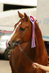 Equiros 2009