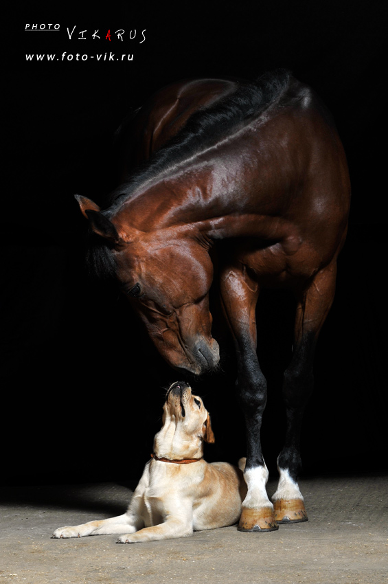 http://www.equestrian.ru/photos/user_photo/2009/ce2e1d8e.jpg