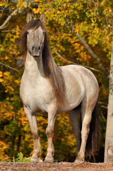 http://www.equestrian.ru/photos/user_photo/2009/d4b01a21.jpg