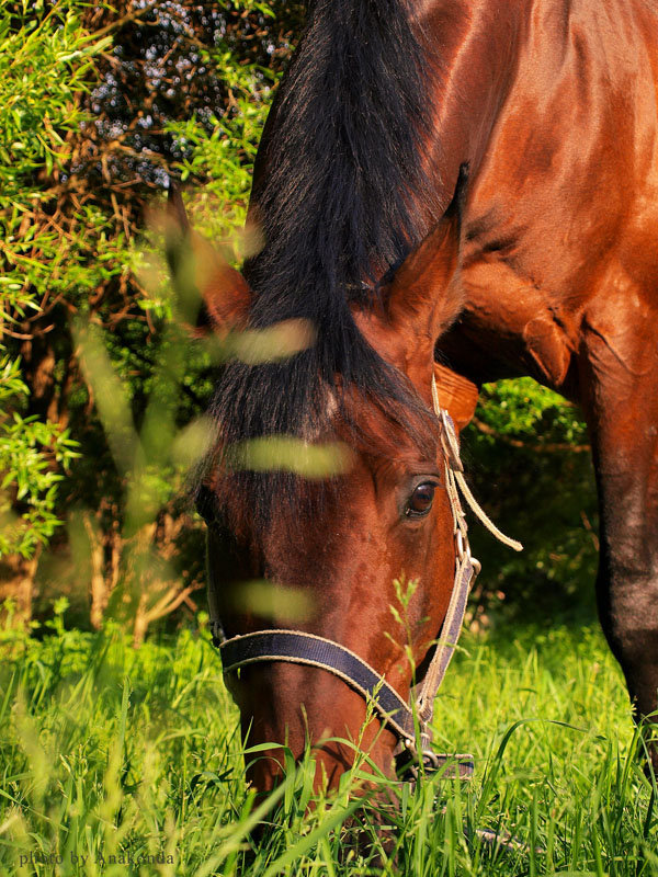 http://www.equestrian.ru/photos/user_photo/2009/e6435dde.jpg