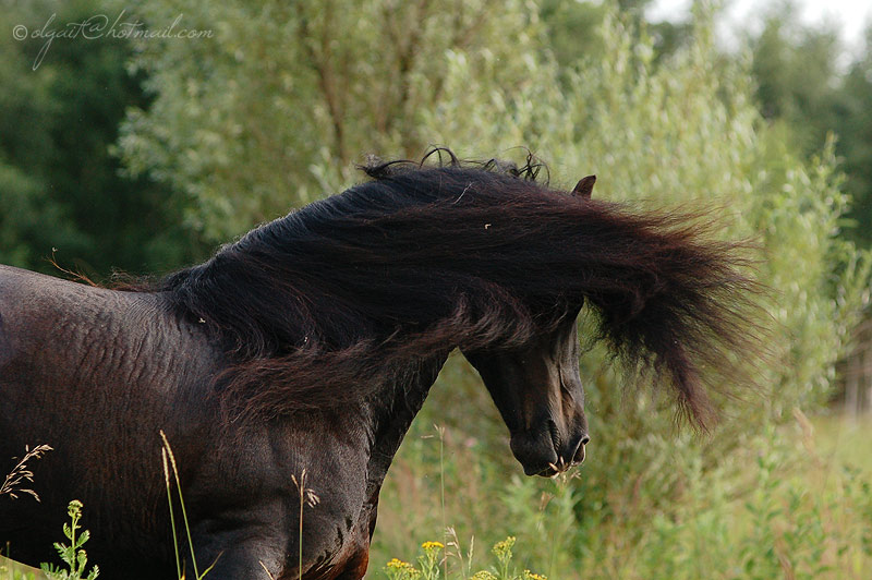 http://www.equestrian.ru/photos/user_photo/2009/ee54d29d.jpg