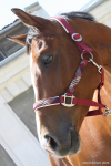 My Horse :))
