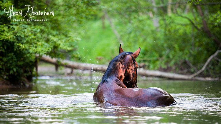 http://www.equestrian.ru/photos/user_photo/2009/f0129e59.jpg