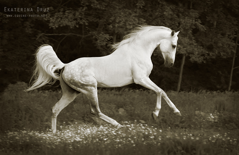http://www.equestrian.ru/photos/user_photo/2009/f969cf0a.jpg