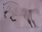 � ���� �����_Pony