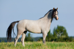 Amorette,����� �