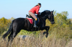 ����� ������ ������� , www.art-horse.do.am