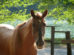 Лошадь на Барановском озере (Дагомыс, Сочи)