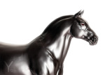 Zbrush
