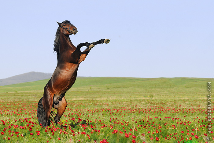 http://www.equestrian.ru/photos/user_photo/2010/146ae00f.jpg