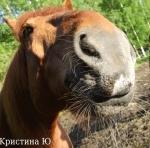 Лошадь нюхает камеру