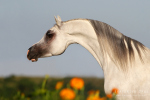 ...Marcello (Marwan al Shaqab-Satin Mist). ������� �/�.