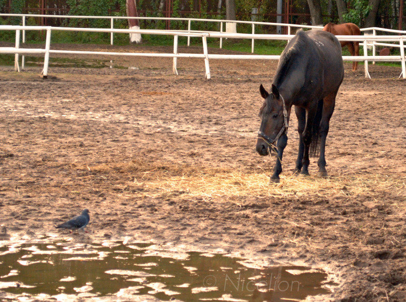 http://www.equestrian.ru/photos/user_photo/2010/1e3cbc6c.jpg