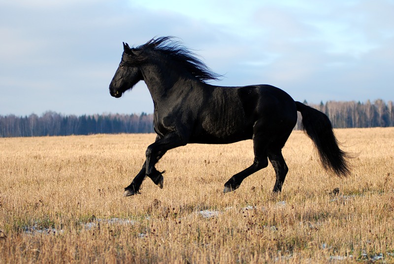 http://www.equestrian.ru/photos/user_photo/2010/242db6b8.jpg