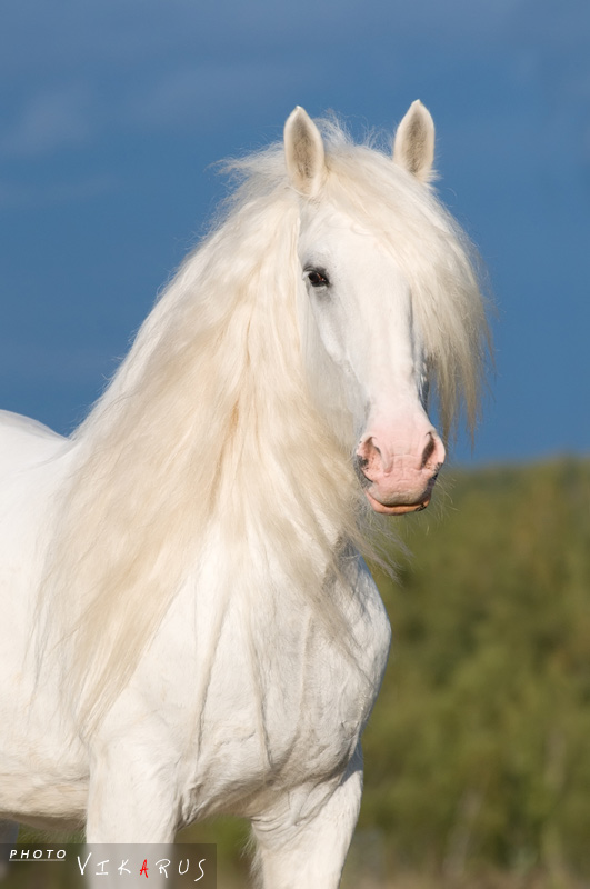 http://www.equestrian.ru/photos/user_photo/2010/384a5727.jpg