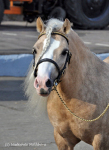 ������� 2010