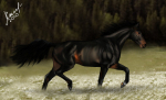 Bay stallion. ������������ ����������� �������� ���������