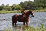������ 2009
