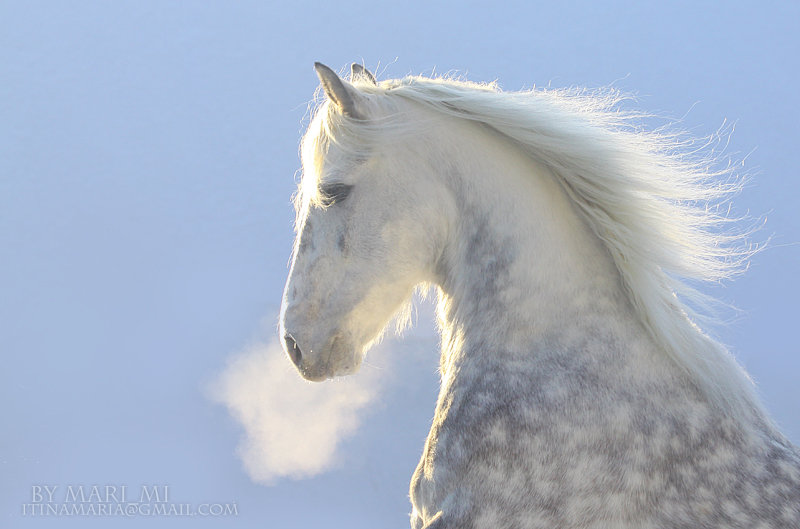 http://www.equestrian.ru/photos/user_photo/2010/95197ee7.jpg