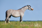 Datiska