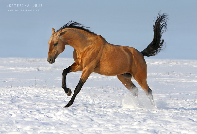 http://www.equestrian.ru/photos/user_photo/2010/c5e27a85.jpg
